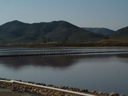 05-02-26 DSCF0168 Calblanque
