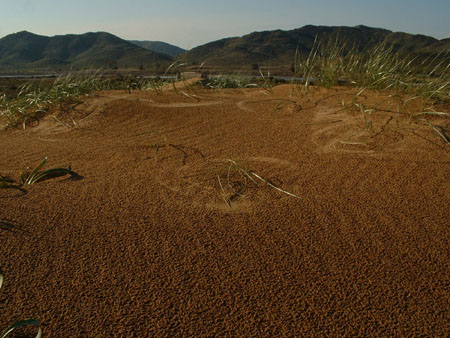 05-02-26 DSCF0181 Calblanque