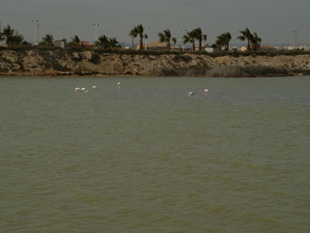 05-03-25 DSCF0075 San Pedro del Pinatar